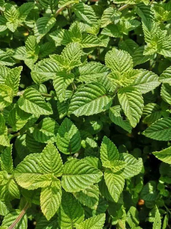 悸动烧仙草