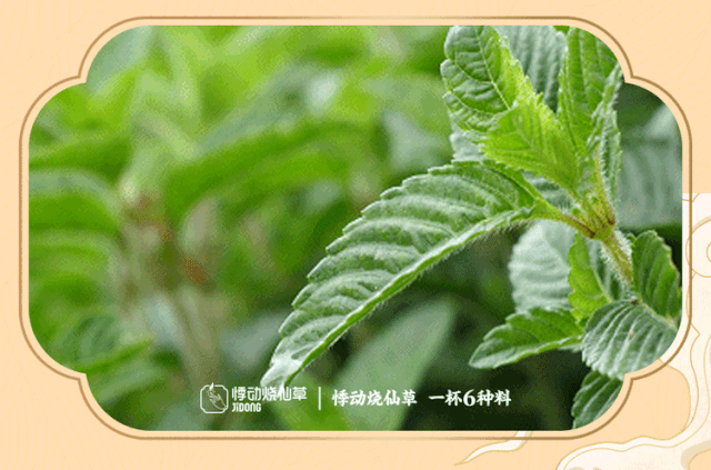 悸动烧仙草奶茶加盟