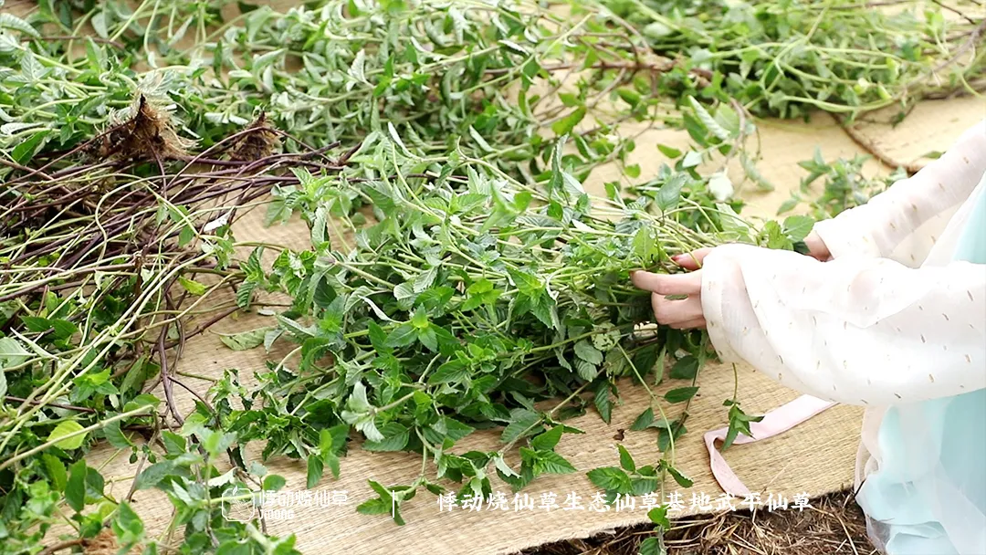 悸动烧仙草加盟 悸动烧仙草加盟